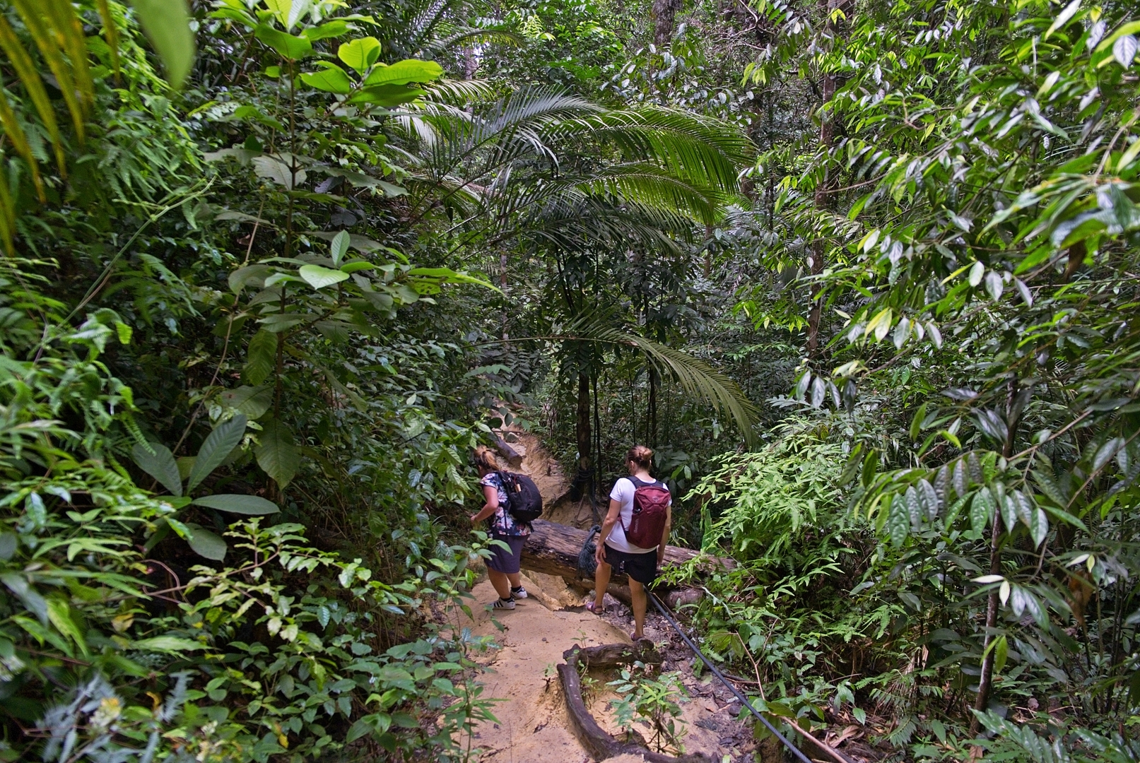 Penang National Park.