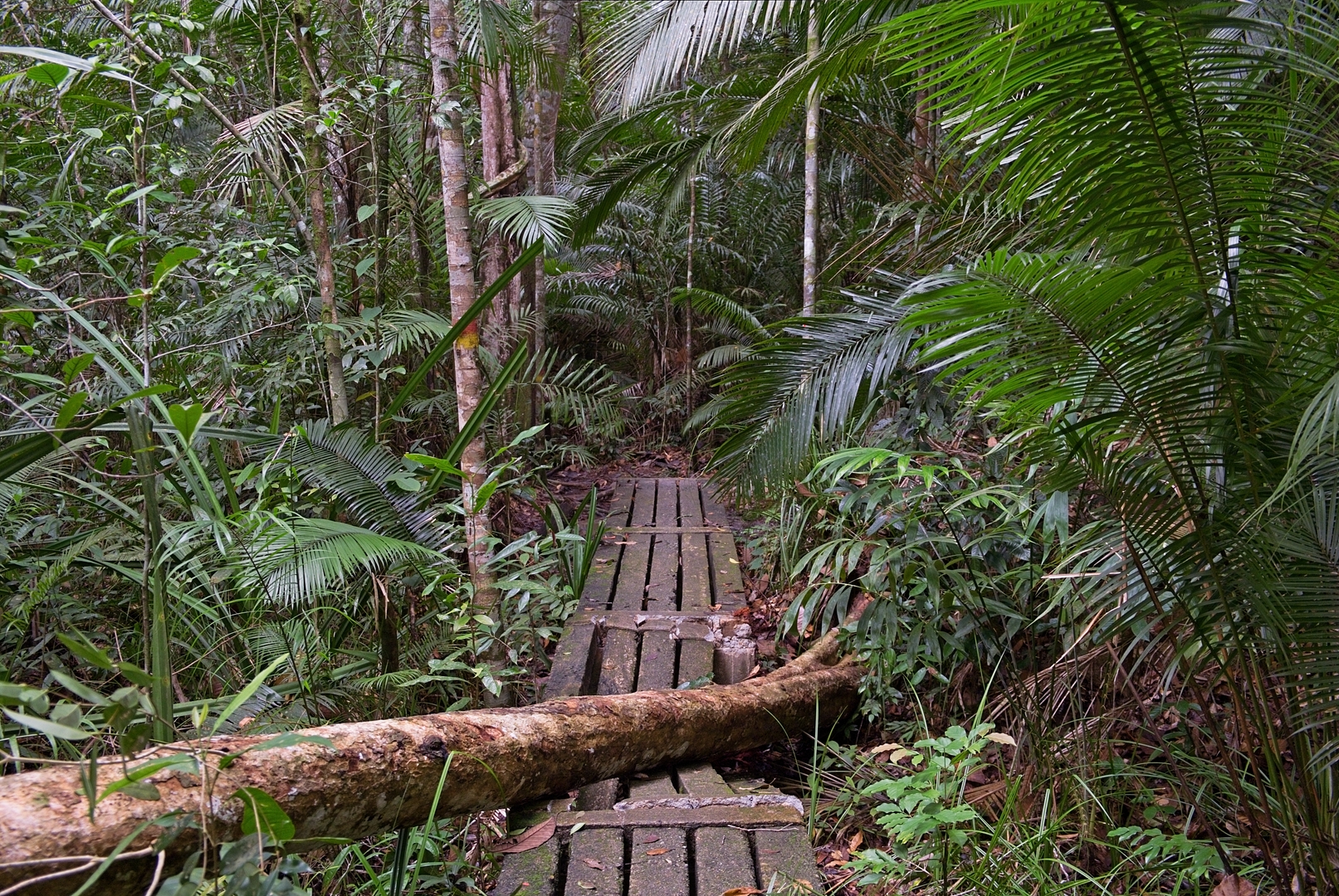 Penang National Park.